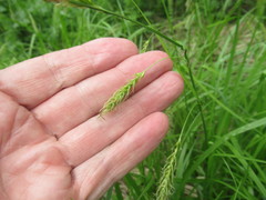 Carex arnellii
