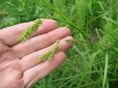 Carex arnellii
