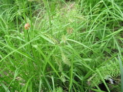 Carex arnellii