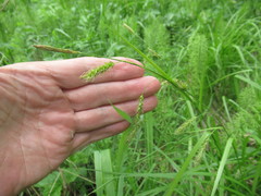 Carex arnellii