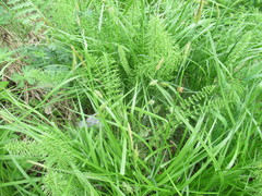 Carex arnellii