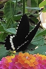 Papilio polytes