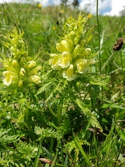 Pedicularis foliosa