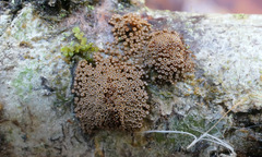 Merismodes anomala