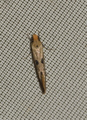 Tinea trinotella