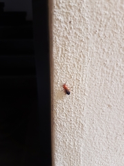 Rhagonycha fulva