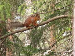 Sciurus vulgaris