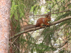 Sciurus vulgaris