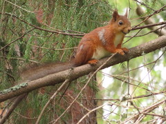 Sciurus vulgaris