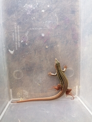 Aspidoscelis angusticeps