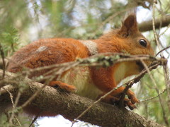 Sciurus vulgaris
