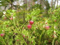Vaccinium myrtillus