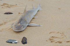Mustelus mustelus