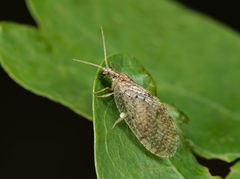 Hemerobius humulinus