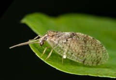 Hemerobius humulinus