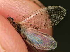 Hemerobius humulinus