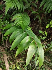 Polygonatum cyrtonema