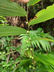 Polygonatum cyrtonema