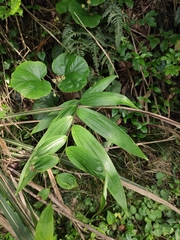 Polygonatum cyrtonema
