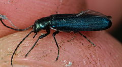 Ischnomera cyanea