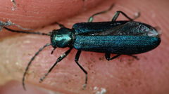 Ischnomera cyanea