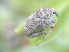 Acanthoscelidius acephalus