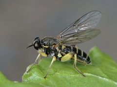 Solva marginata