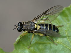 Solva marginata