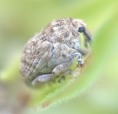 Acanthoscelidius acephalus