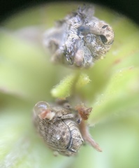 Acanthoscelidius acephalus