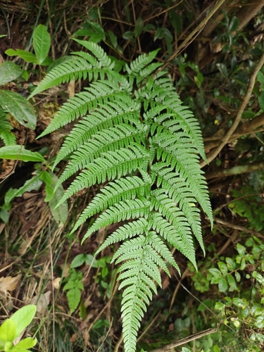 Dryopteris bissetiana iNat (3)