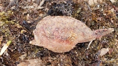 Lophiiformes