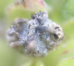 Acanthoscelidius acephalus