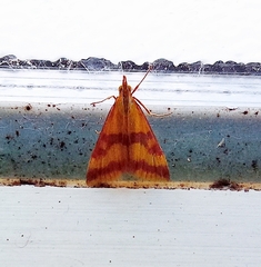 Pyrausta sanguinalis