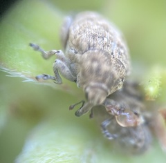 Acanthoscelidius acephalus