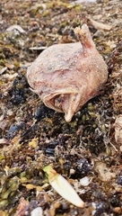 Lophiiformes