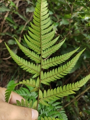 Dryopteris bissetiana