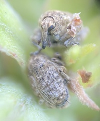 Acanthoscelidius acephalus