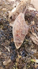 Lophiiformes