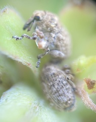 Acanthoscelidius acephalus