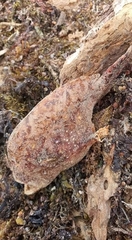 Lophiiformes