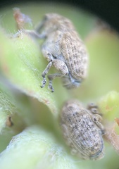 Acanthoscelidius acephalus