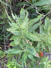 Acanthoscelidius acephalus