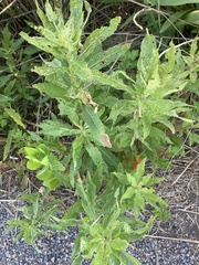 Acanthoscelidius acephalus