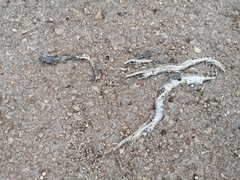 Mastigodryas melanolomus