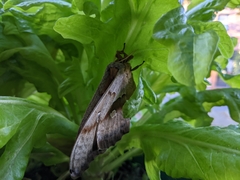 Antheraea polyphemus