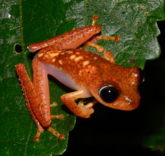 Boophis pyrrhus