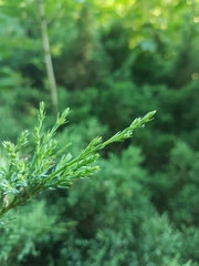 Juniperus sabina