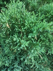 Juniperus sabina