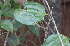 Smilax ovalifolia